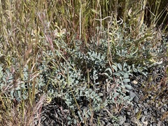 Astragalus speirocarpus