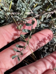 Astragalus speirocarpus