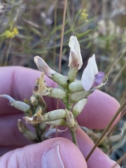 Astragalus speirocarpus