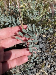 Astragalus speirocarpus