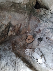 Ancistrocerus oviventris