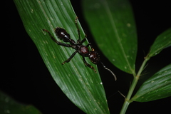 Paraponera clavata