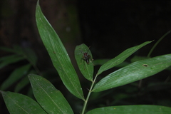 Paraponera clavata