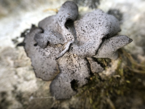 Dermatocarpon moulinsii image