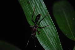 Paraponera clavata