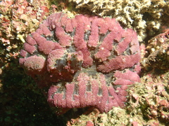 Stichodactyla tapetum