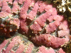 Stichodactyla tapetum