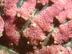 Stichodactyla tapetum