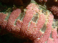 Stichodactyla tapetum