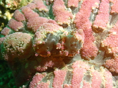 Stichodactyla tapetum