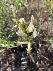 Astragalus speirocarpus