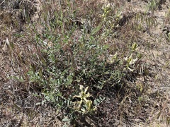 Astragalus speirocarpus