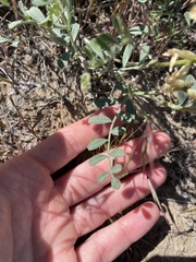 Astragalus speirocarpus