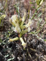 Astragalus speirocarpus