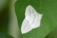 Acropteris ciniferaria