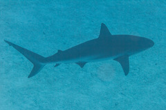 Carcharhinus perezii