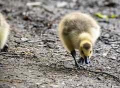 Branta canadensis