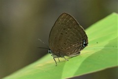 Arhopala major major