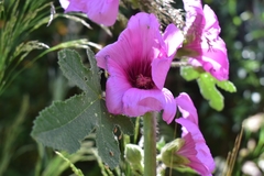 Alcea setosa