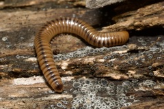 Cylindroiulus boleti