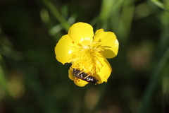 Chelostoma florisomne