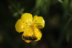 Chelostoma florisomne