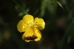 Chelostoma florisomne