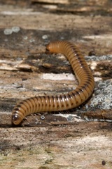 Cylindroiulus boleti