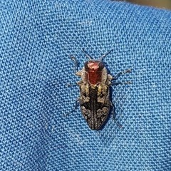 Chrysobothris ignicollis