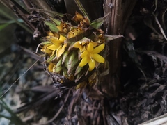 Curculigo breviscapa
