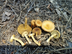 Inocybe dulcamara