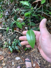 Streblus ilicifolius