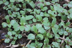 Impatiens glandulifera