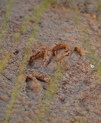 Sus scrofa domesticus