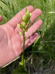 Platanthera chlorantha