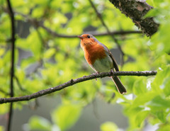 Erithacus rubecula