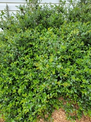 Dicliptera suberecta