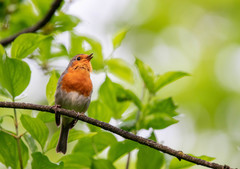 Erithacus rubecula