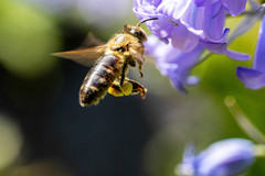 Apis mellifera