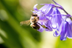 Apis mellifera