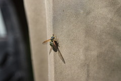 Chrysotoxum intermedium