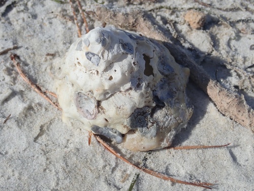 Xenophora neozelanica, 2018-06-12