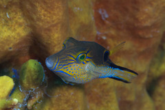Canthigaster rostrata