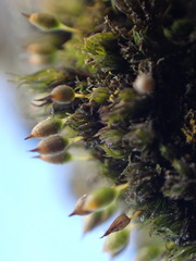 Orthotrichum pulchellum