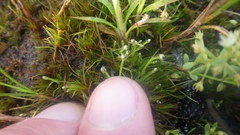 Eriocaulon mutatum