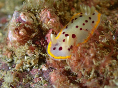 Goniobranchus tumuliferus