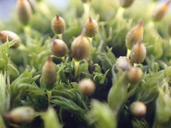 Orthotrichum pulchellum
