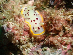 Goniobranchus tumuliferus