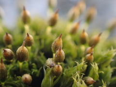 Orthotrichum pulchellum