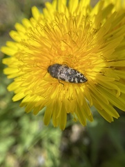 Acmaeodera diffusa